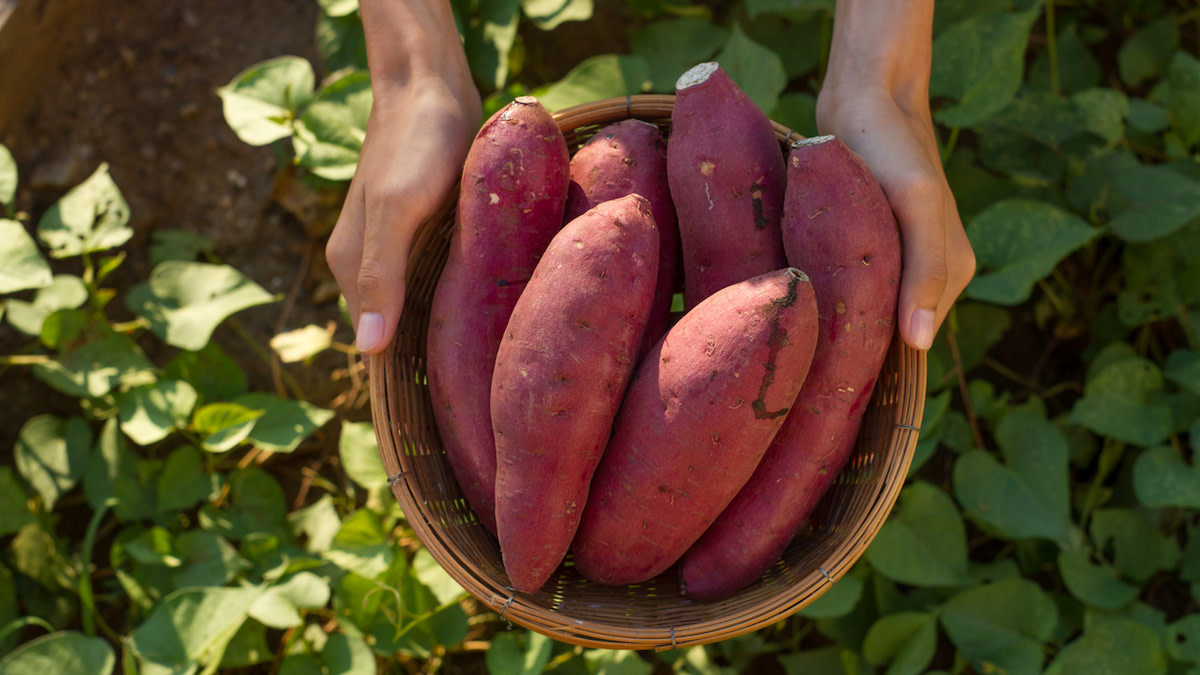 What are Biotechnology Foods?