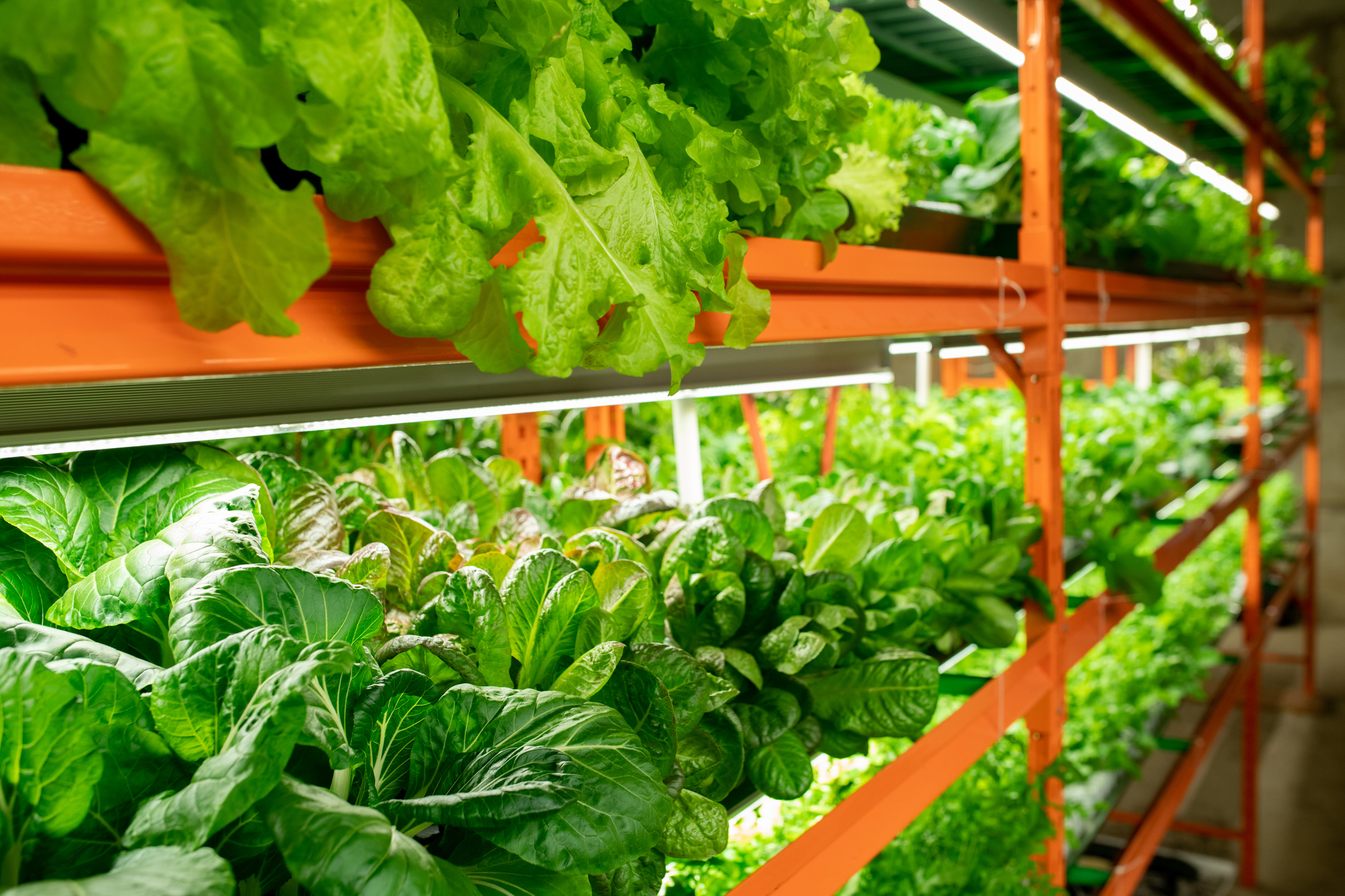 Vertical Farming: Flawed or the Future?